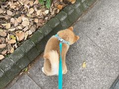 -瑞鹏宠物医院·骨外科·心肾科·肿瘤科(九亭店)