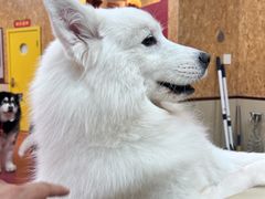 -和它·交个朋友·狗咖猫咖(爱琴海店)