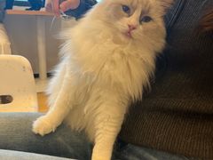 -有喵·猫咖·狗咖·40+猫狗有小奶狗(岗厦店)