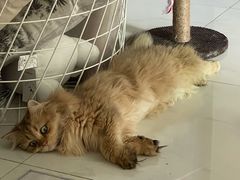 -瑞鹏宠物医院·骨科·猫科·内科(第一中心)