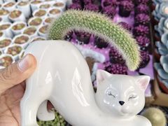 -龙大花卉苗木市场