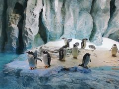 -帝企鹅自助餐厅•儿童岛•真企鹅(长隆企鹅酒店)