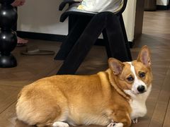 -天宠宠物医院24小时·急重症诊疗中心·全科·腔镜特色(和平分院)