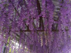 -广东花都香草世界旅游度假区