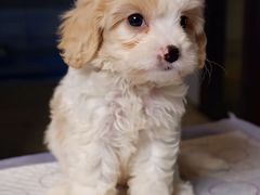 -翊宠yipet猫狗购宠庄园犬舍•猫舍