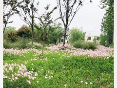 -上海长兴岛郊野公园