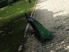 -沈阳鸟岛