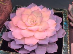 -十二舍·湯物素煮(江泰潤政店)