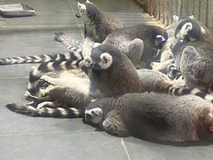 -西安秦岭野生动物园