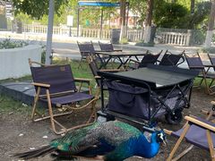 -J Create城市露营咖啡·简餐·宠物(上海动物园店)