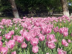 -石家庄市植物园