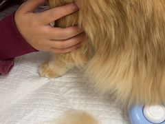 -瑞派康怡24h宠物医院·犬猫医疗中心·微创绝育(瑞景分院)