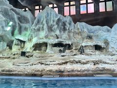 -帝企鹅自助餐厅•儿童岛•真企鹅(长隆企鹅酒店)