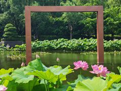 -陈家山荷花公园