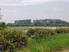 -华侨城湿地公园