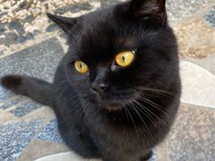 -喵屿·大理花园猫咖