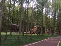 -黄海国家森林公园