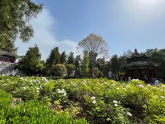 -洛阳白马寺