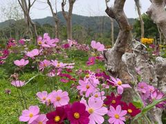 -深圳仙湖植物园