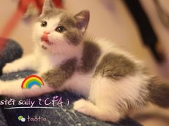 -Bastet sally猫舍购宠(静安店)