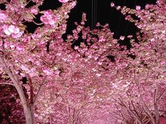 -西北湖绿化广场