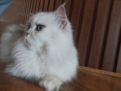 -猫友咖啡店(玉林西路店)