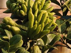 -双季花艺园艺市场(浦东店)