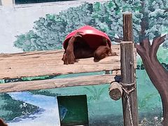 -西霞口神雕山野生动物世界