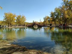 -金塔沙漠胡杨林景区