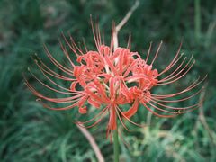 -昆山城市生态森林公园