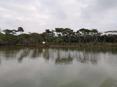 -东寨港红树林旅游区