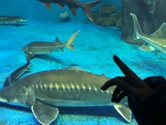 -多彩贵州城极地海洋世界