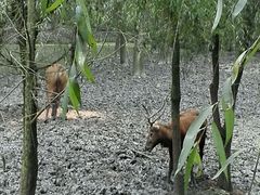 麋鹿-溱湖国家湿地公园