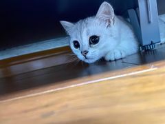 -东方名猫馆·英短金渐层布偶猫舍(环线广场1号楼店)