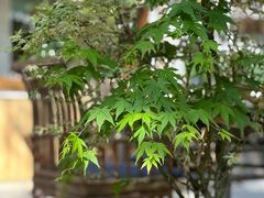 -扫雪煮茶(西村店)