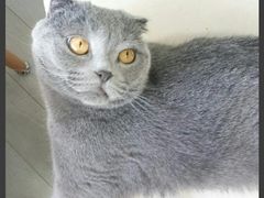 -喵的天空名猫咖啡馆·撸猫·猫舍·用品