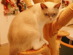 -泰国佛·塔罗·泰牌狐仙古曼