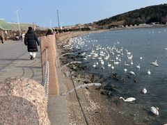 -烟墩角天鹅湖