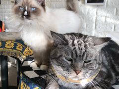 -平行世界·猫咖(首经贸店)