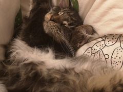 -猫大福·Fortune Cat猫舍(百子湾店)