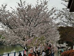 -高东镇樱花园