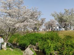 -羊山湖公园