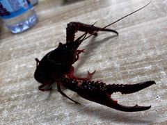 -祥鹤龙虾螃蟹
