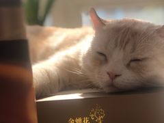-宠爱国际动物医院· 猫科· 外科·中兽医(长白店)