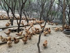 -第五季龙水凤港生态露营农场