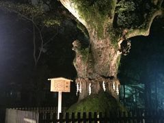 大槐树-热田神宫