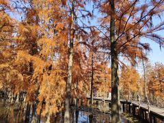 -池杉湖湿地公园