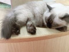 -猫和宫(六道口店)