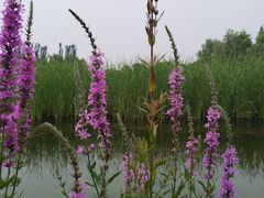 -张家湾公园