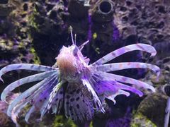 -太平洋海底世界